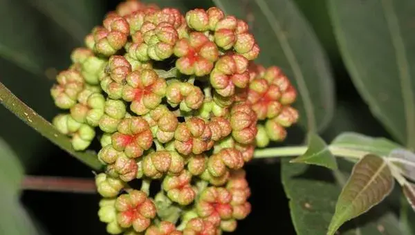 吴茱萸苗什么时候种植 吴茱萸种植技术