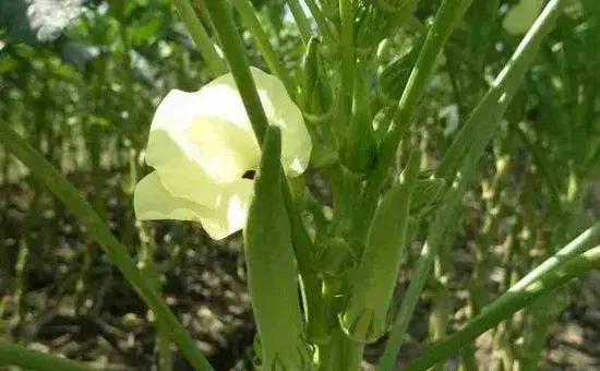黄秋葵应该怎么种植？这些方法该知道！