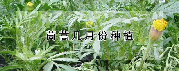 茼蒿几月份种植