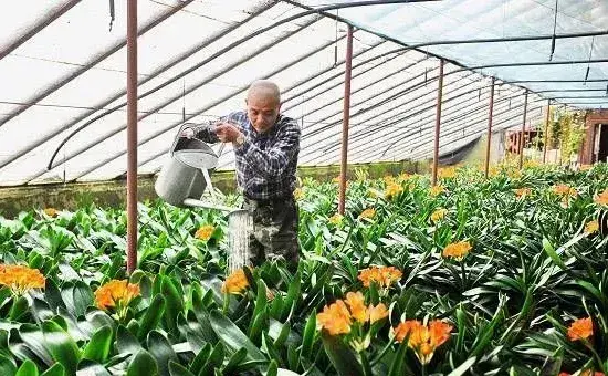 夏季怎样浇花才能长势好