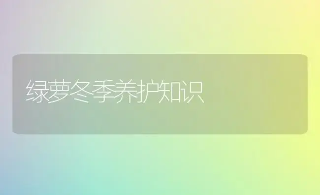 绿萝冬季养护知识 | 植物知识