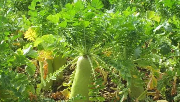 萝卜科学种植技术 萝卜怎么种植