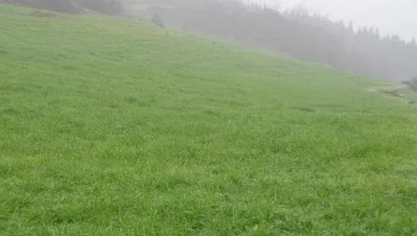 牧草种植技术 牧草怎么种产量高