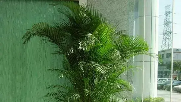 凤尾竹怎么浇水（多久浇一次）凤尾竹怎么修剪