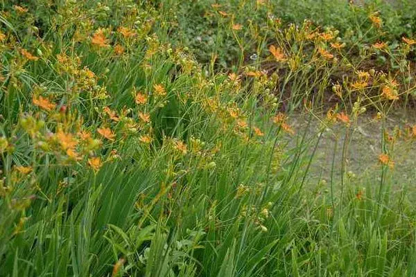 预测2019年草药种植什么最赚钱