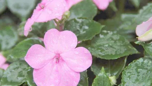 凤仙花繁殖方法 凤仙花是怎么传播种子的