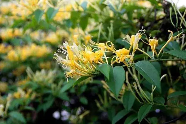 农村种植好项目，5个项目分析