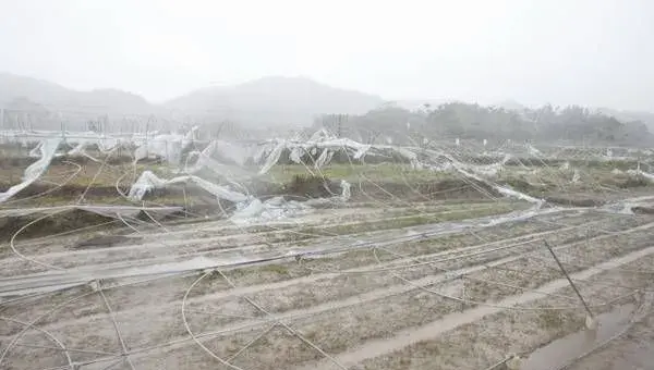 大雪天气后农作物的防范要点详解