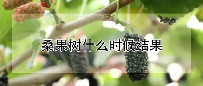 桑果树什么时候结果