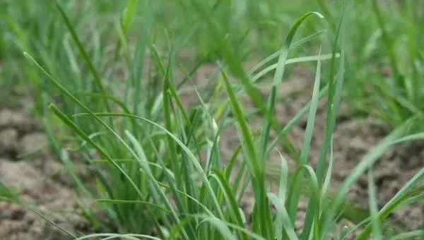 春季露地种植韭菜的管理方法及注意事项