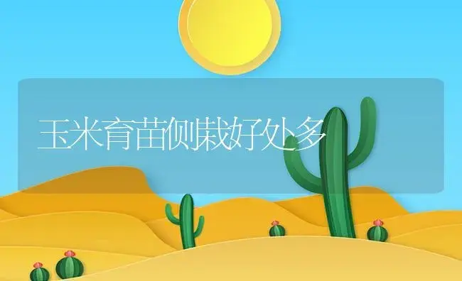 玉米育苗侧栽好处多 | 植物资料