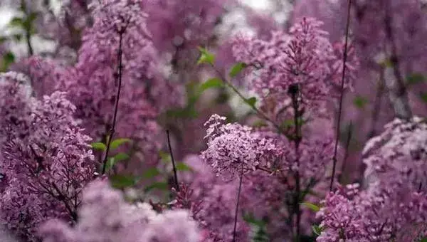 丁香花怎么种植?丁香花的栽培养护技巧