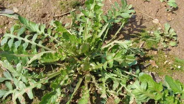 荠菜什么时候播种最好 荠菜种子几天发芽