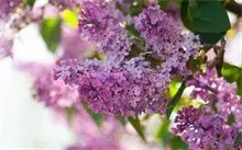 丁香花
