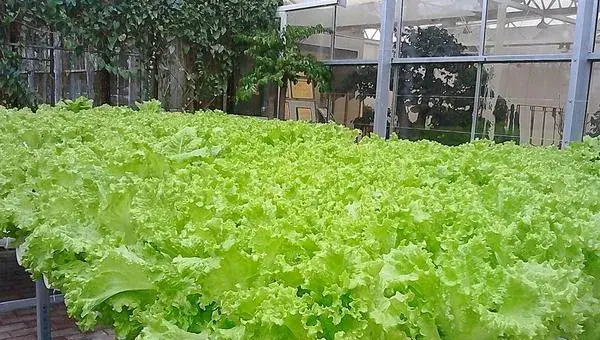 生菜栽培技术