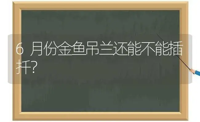 6月份金鱼吊兰还能不能插扦？ | 植物问答