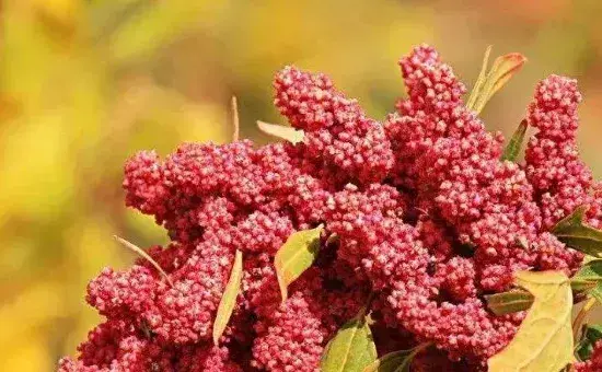 藜麦种植方法和条件
