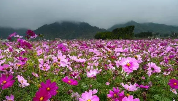 格桑花种植方法和时间