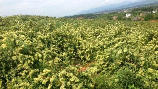 2018种金银花赚钱吗？金银花种植的利润与投资成本及前景预测