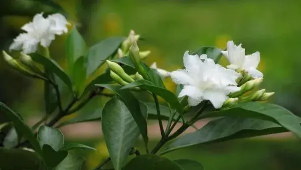 狗牙花怎么种 狗牙花种植方法与注意事项