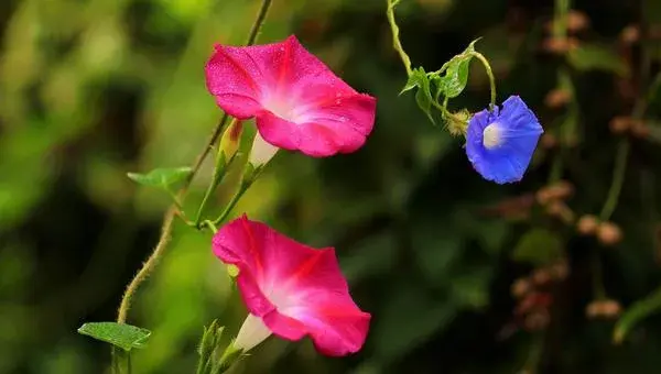 牵牛花怎么传播种子 牵牛花播种繁殖方法