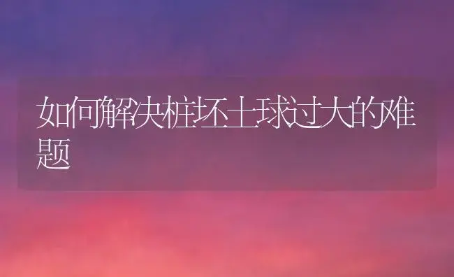 如何解决桩坯土球过大的难题 | 植物科普