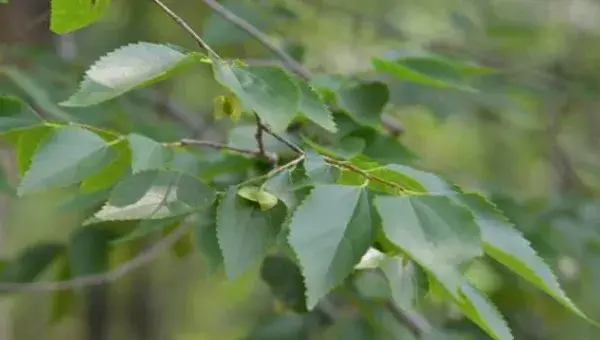 青檀茎皮枝皮纤维有什么用途？青檀种子繁殖技术