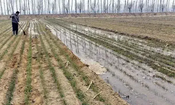 如何浇好小麦越冬水