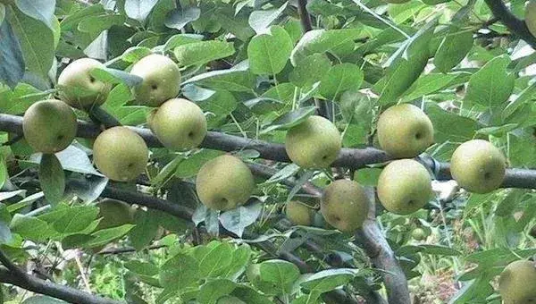 四川适合种植什么果树