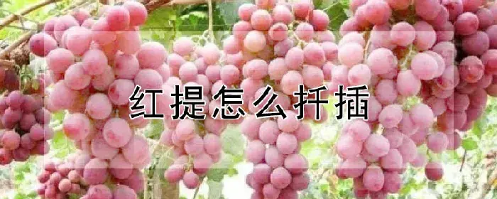 红提怎么扦插