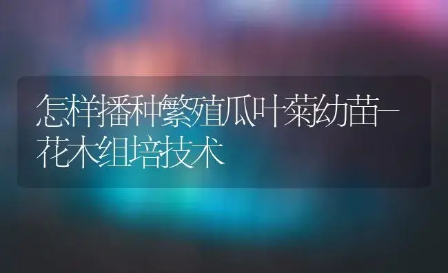 怎样播种繁殖瓜叶菊幼苗-花木组培技术 | 植物科普
