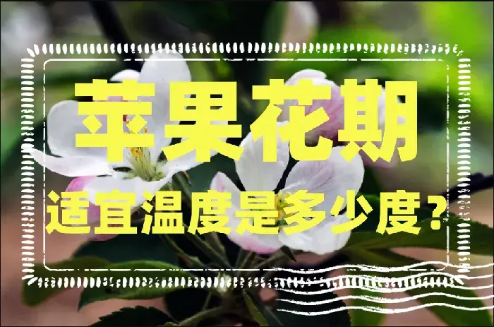 苹果花期适宜温度是多少度？每个品种都一样吗？