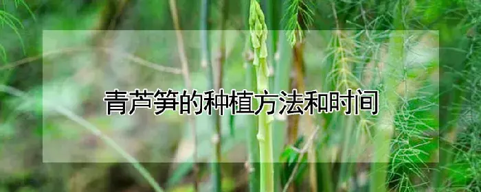 青芦笋的种植方法和时间