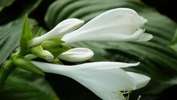 玉簪花怎么养 玉簪花养殖方法与注意事项
