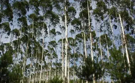 桉树有什么价值？种植桉树赚钱吗