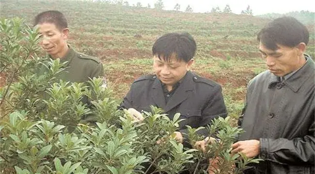 乌梅种植技术及注意事项