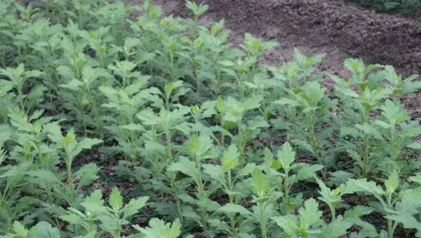 菊花种子什么时候播种 菊花种子的播种方法