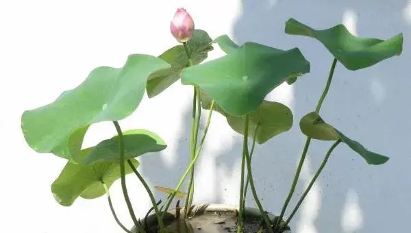 盆栽荷花怎么养 荷花盆景养殖方法与注意事项