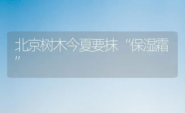 北京树木今夏要抹“保湿霜” | 植物科普