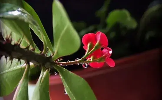 怎么区分虎刺和虎刺梅，虎刺与虎刺梅的5大不同