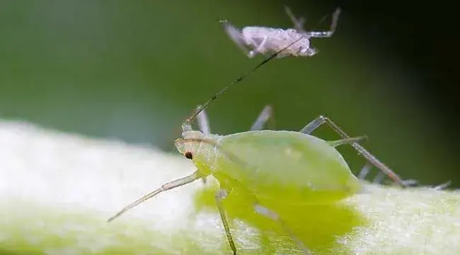 蚜虫的危害及防治