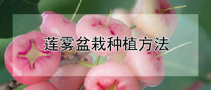 莲雾盆栽种植方法