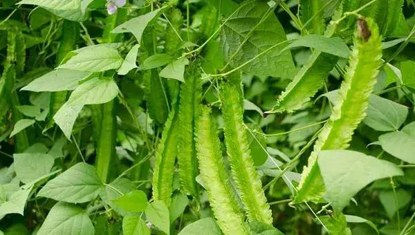 四棱豆是一年生植物吗 四棱豆生长周期是多久