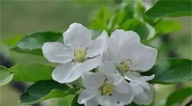 苹果促花管理技术