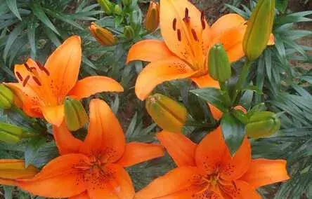种百合的反季节栽培