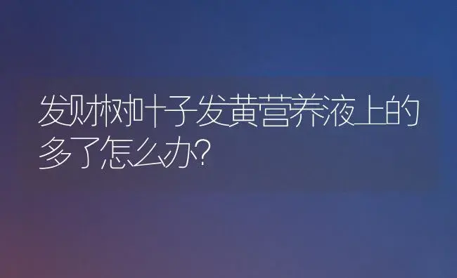 发财树叶子发黄营养液上的多了怎么办？ | 植物问答