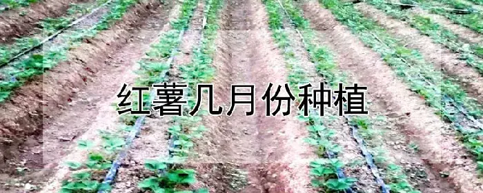 红薯几月份种植