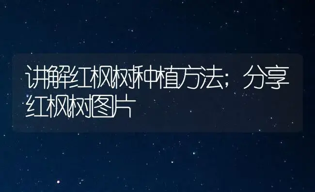 讲解红枫树种植方法;分享红枫树图片 | 植物知识