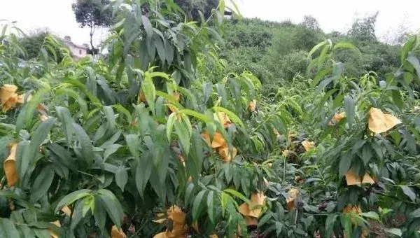 桃树套袋新技术，开花第一个月后套袋，后期管理很重要