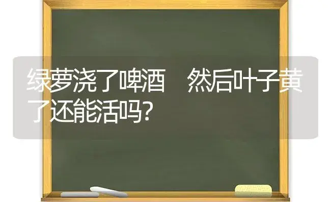 绿萝浇了啤酒 然后叶子黄了还能活吗？ | 植物问答